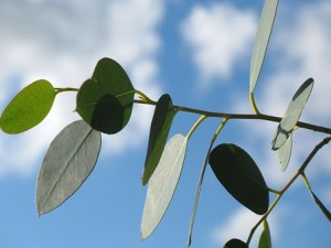 feuilles d'eucalyptus